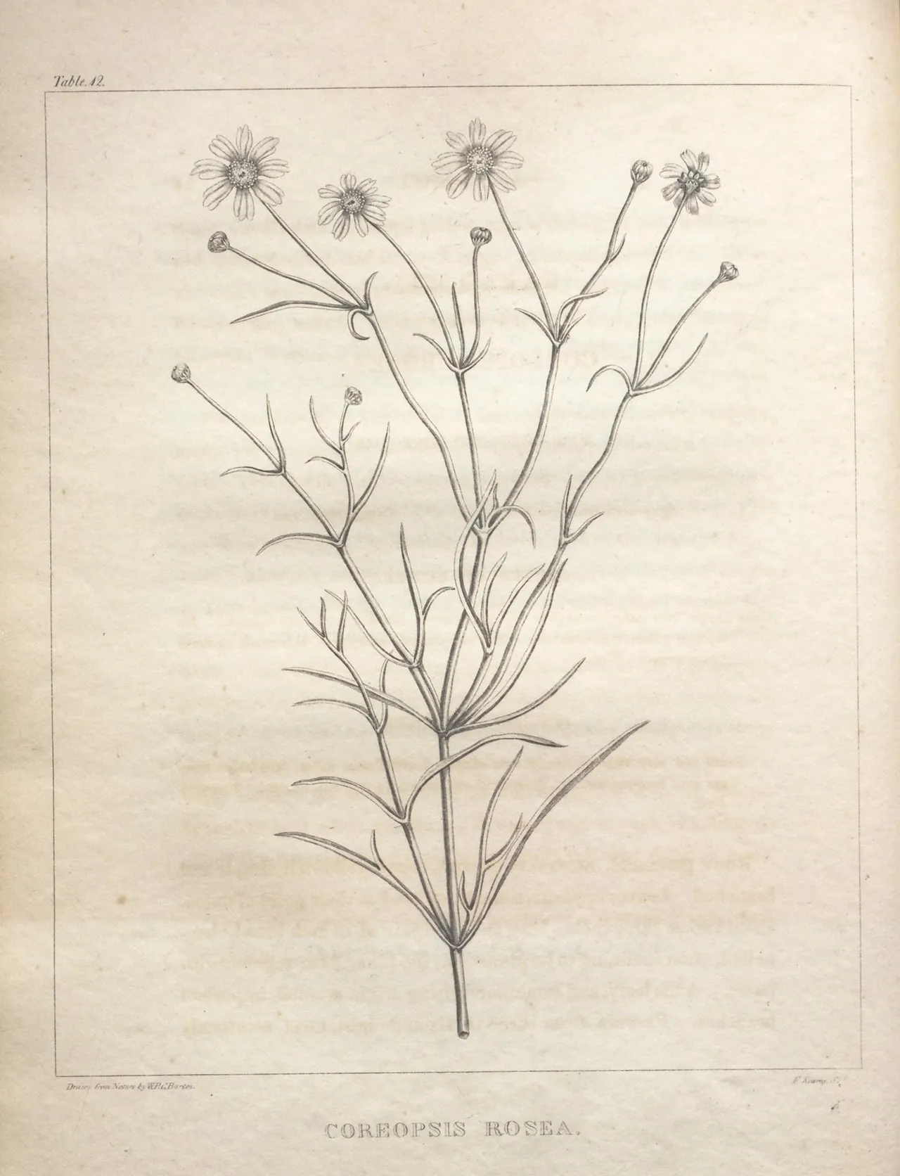 Rose Coreopsis (Coreopsis rosea)