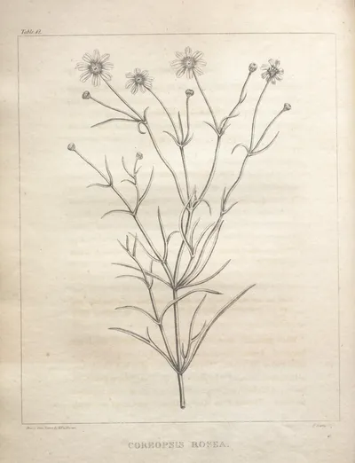 Rose Coreopsis