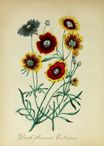 Plains coreopsis