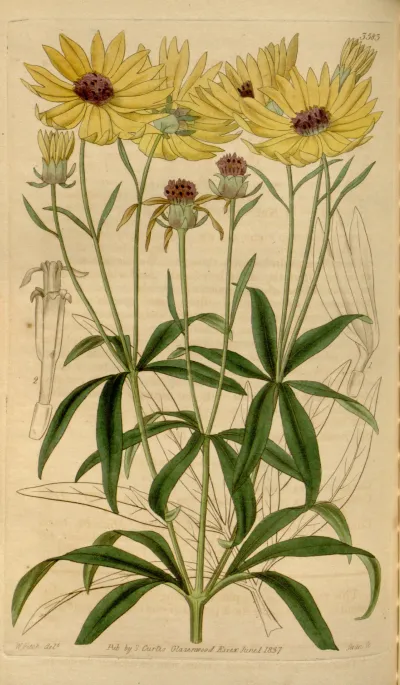 Tall coreopsis