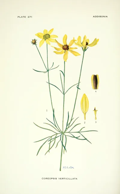 Whorled Coreopsis