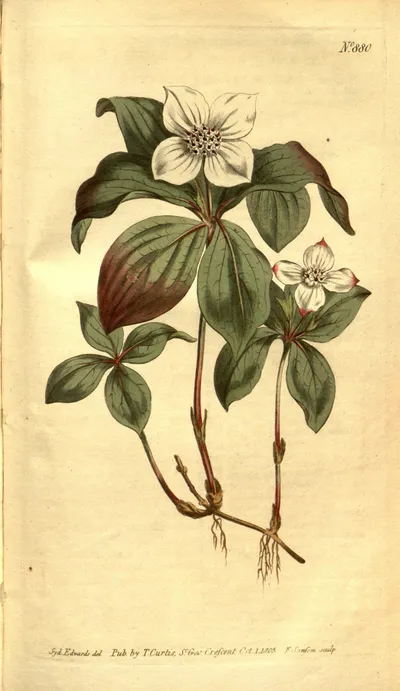 Canadian bunchberry