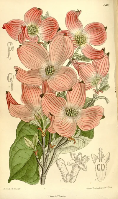 Flowering dogwood