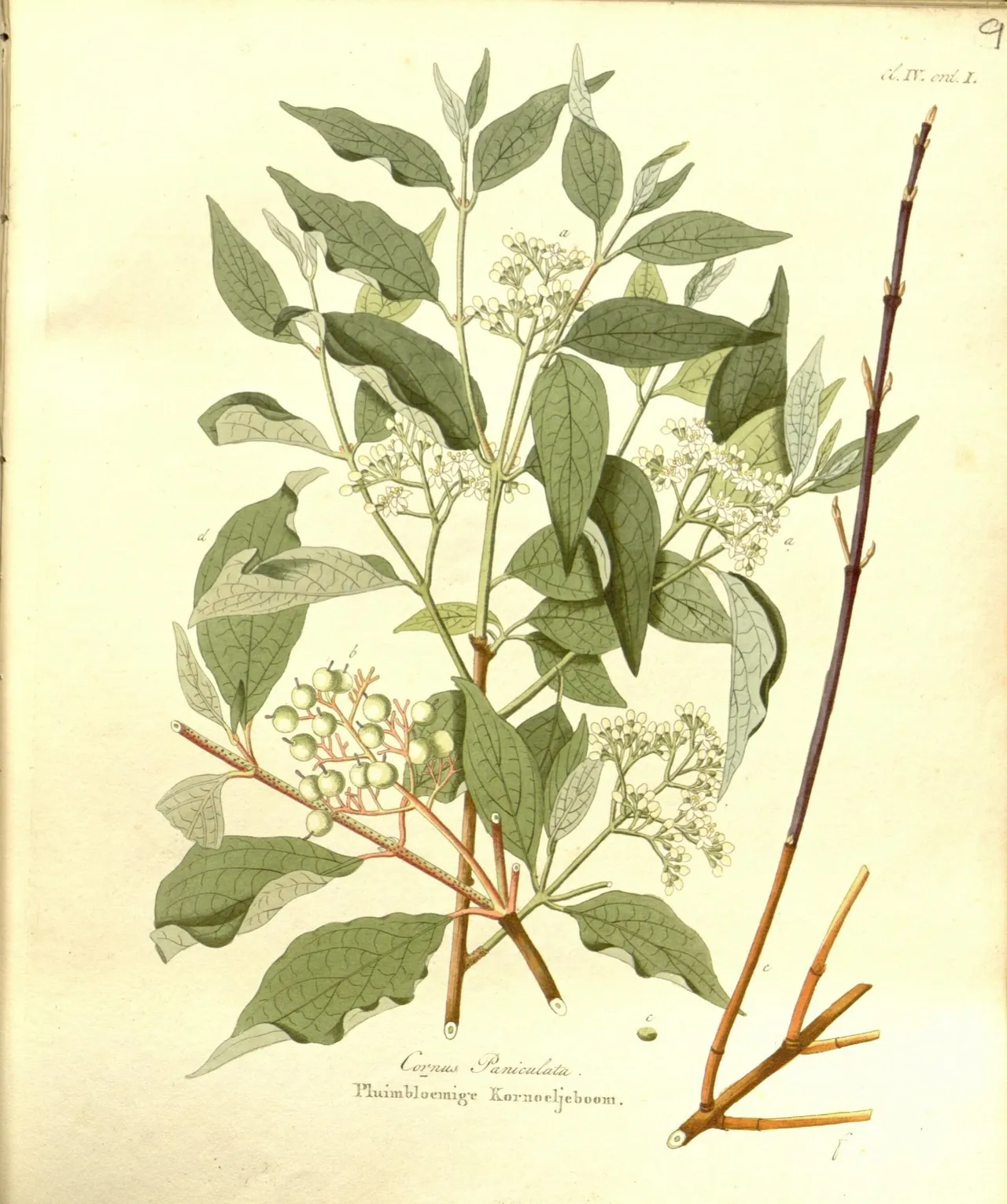 Gray dogwood (Cornus racemosa)