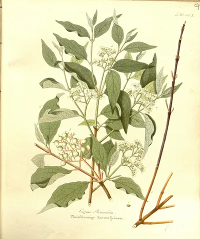Gray dogwood