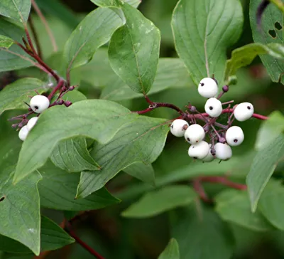 Red osier dogwood
