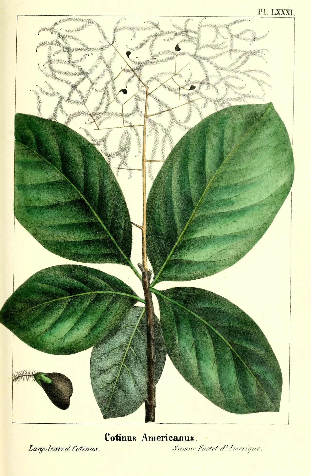 American smoketree (Cotinus obovatus)