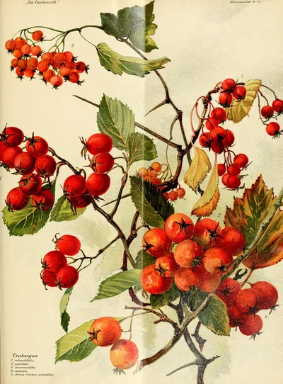 Dotted hawthorn