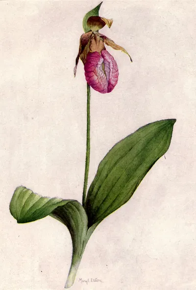 Pink lady's slipper