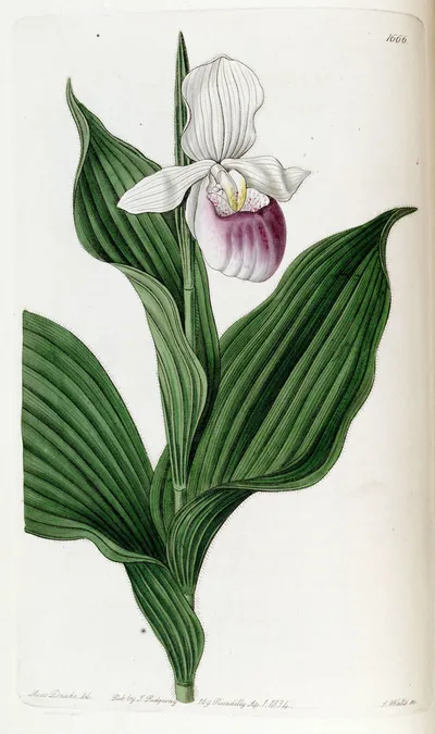 Showy lady's slipper