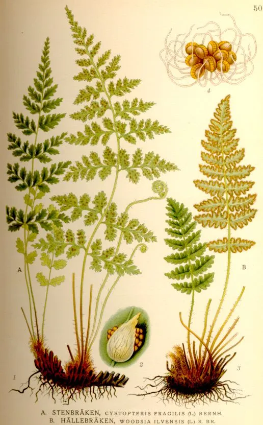 Cystopteris fragilis complex (Cystopteris fragilis)