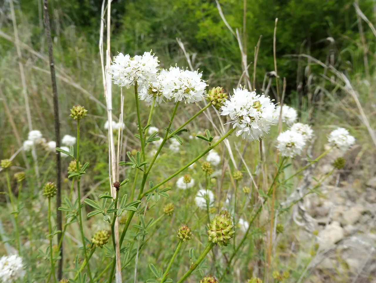 Roundhead Prairie Clover (Dalea multiflora)