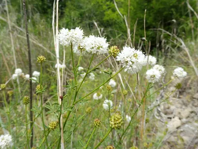 Roundhead Prairie Clover