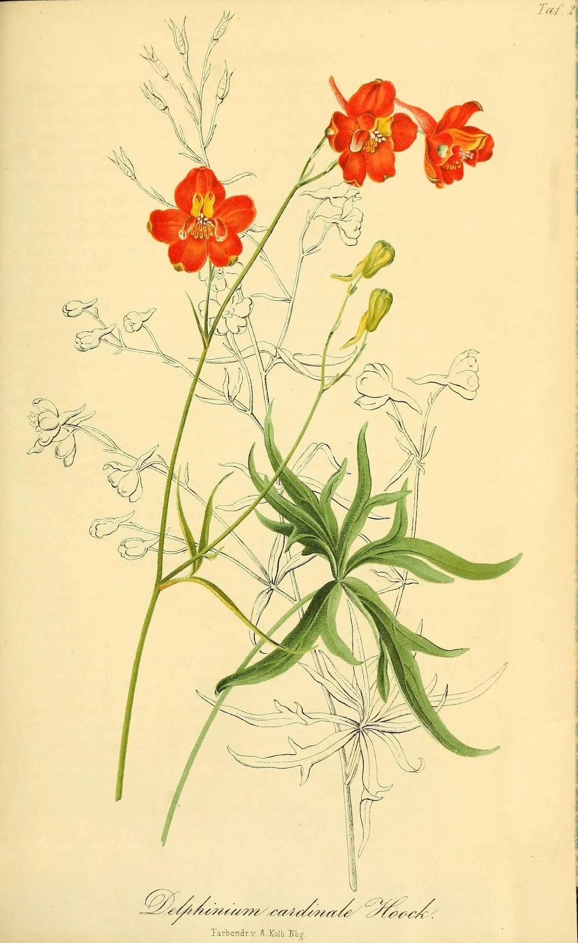 Scarlet Larkspur (Delphinium cardinale)