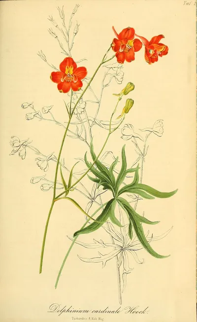 Scarlet Larkspur