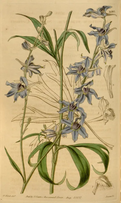 Wild Blue Larkspur