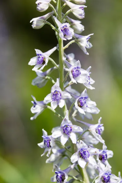 Sierra larkspur