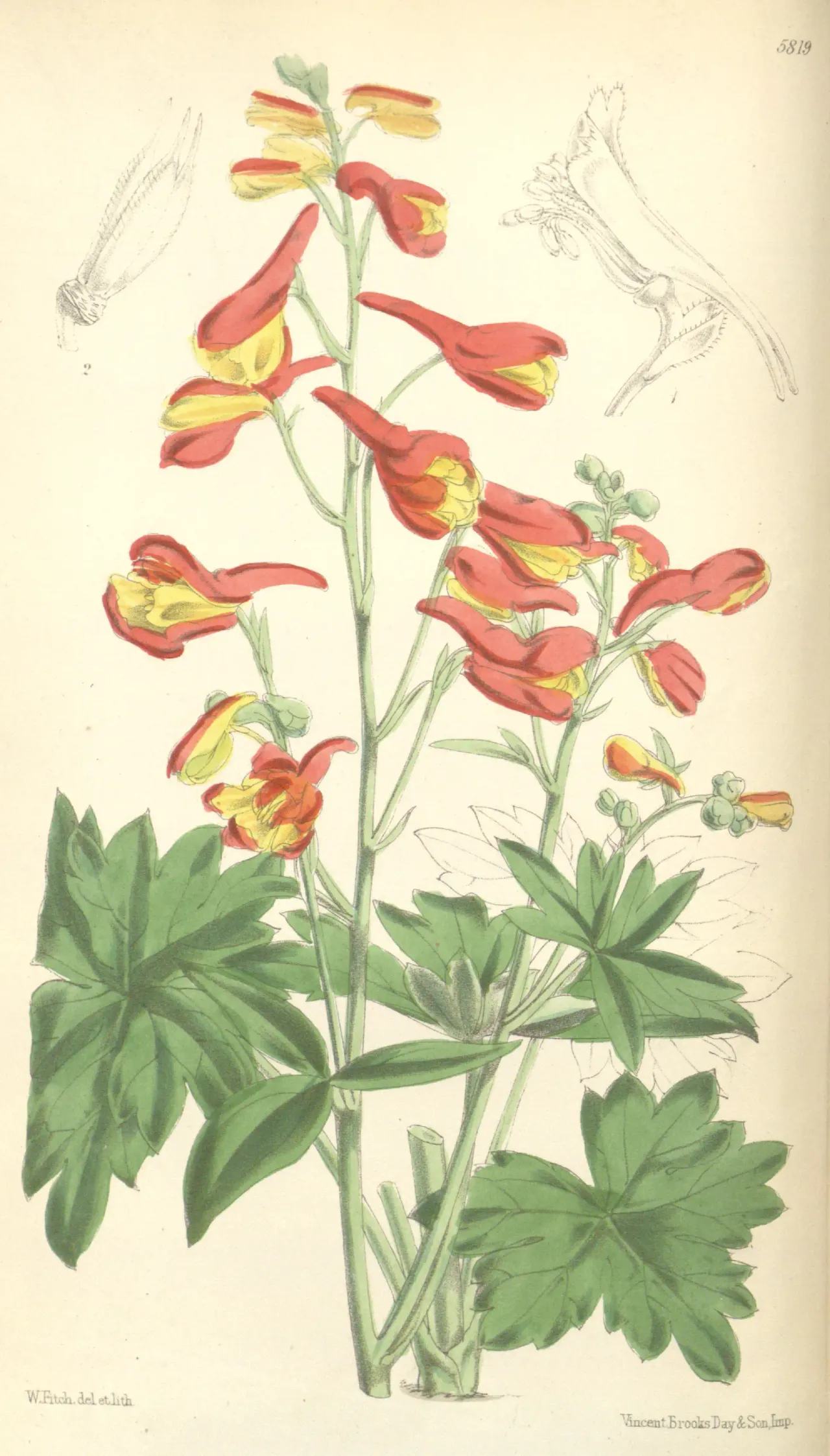 Red larkspur (Delphinium nudicaule)