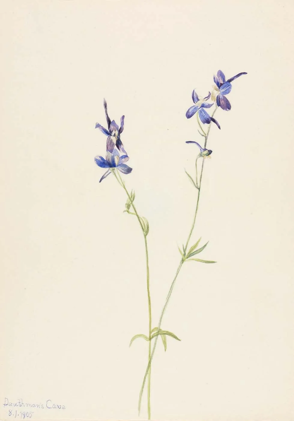 Upland larkspur (Delphinium nuttallianum)