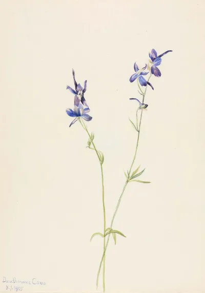 Upland larkspur