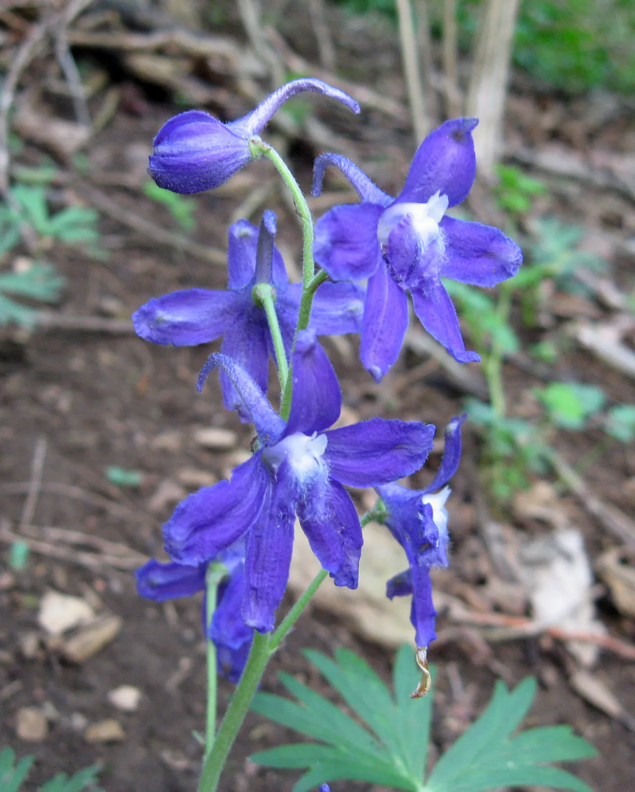Dwarf larkspur (Delphinium tricorne)
