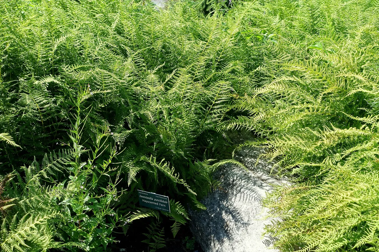 Hay-scented fern (Dennstaedtia punctilobula)