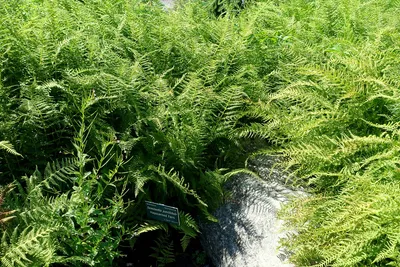 Hay-scented fern