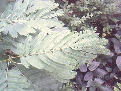 Illinois bundleflower