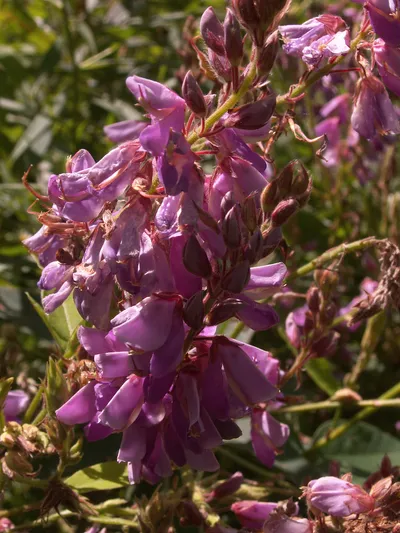Showy tick-trefoil