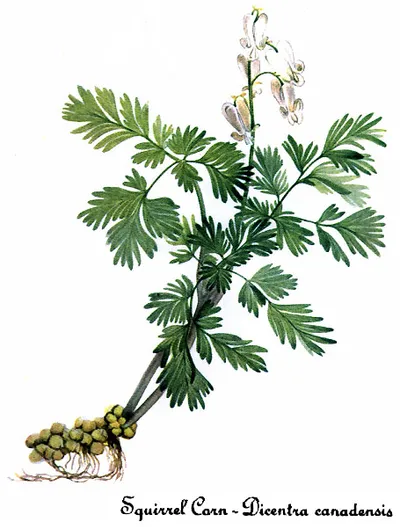 Squirrel corn