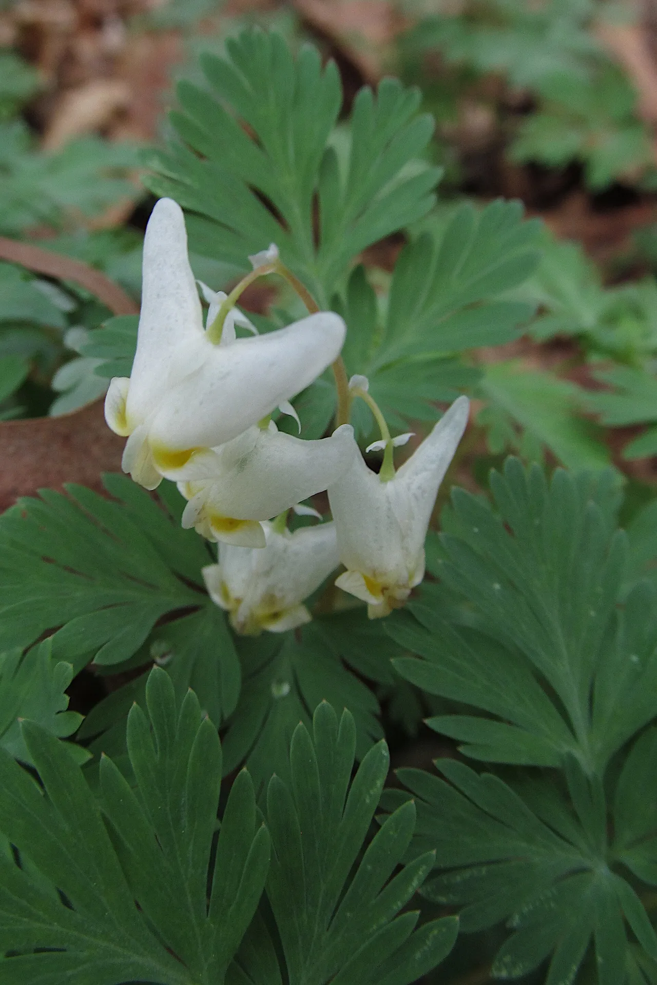 Dutchman's breeches (Dicentra cucullaria)