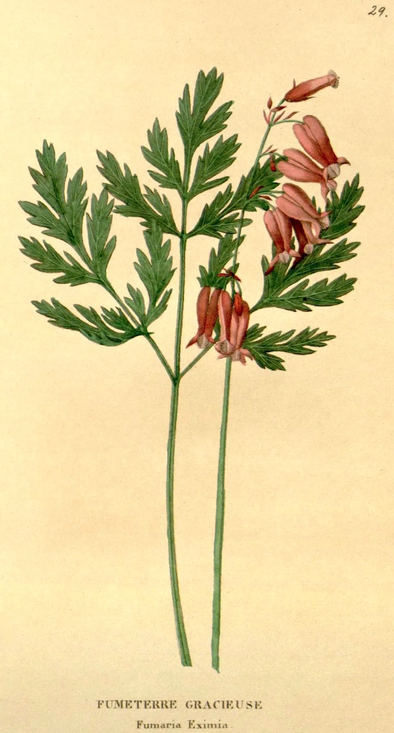Fringed Bleeding Heart (Dicentra eximia)