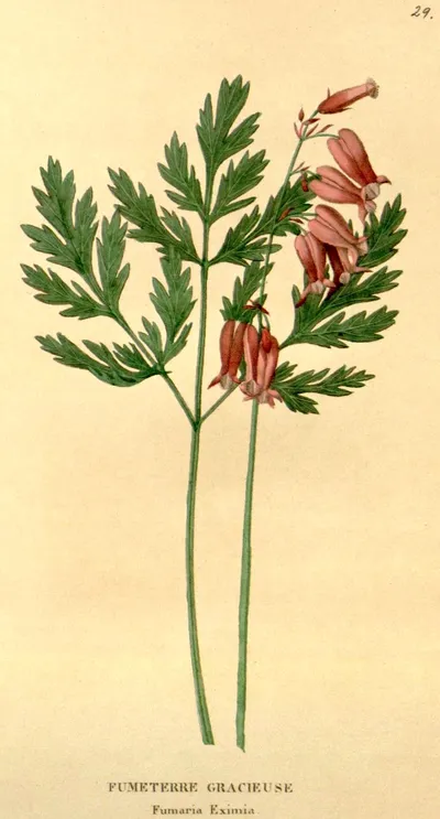 Fringed Bleeding Heart
