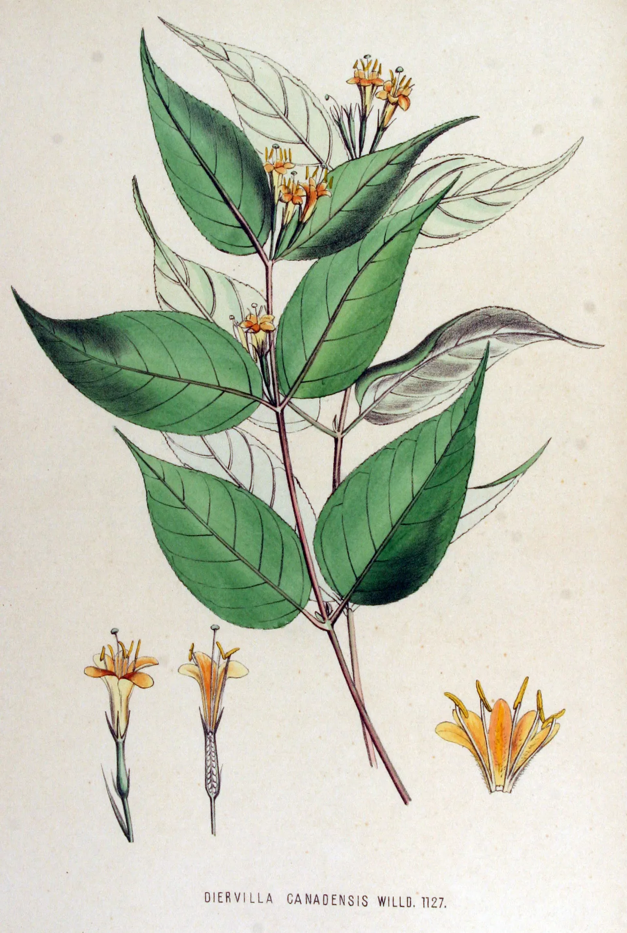 Northern bush honeysuckle (Diervilla lonicera)