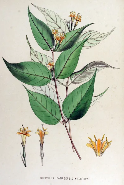 Northern bush honeysuckle