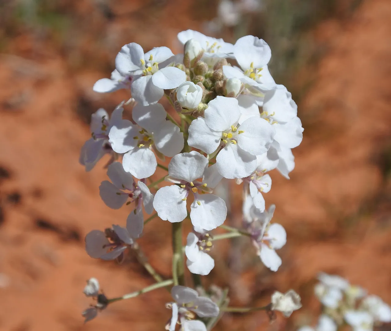 Touristplant (Dimorphocarpa wislizenii)
