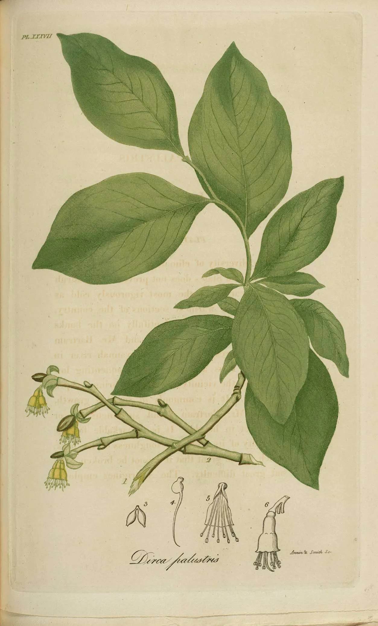 Eastern leatherwood (Dirca palustris)