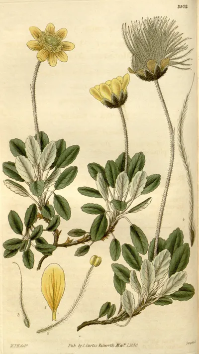 Yellow Mountain-avens