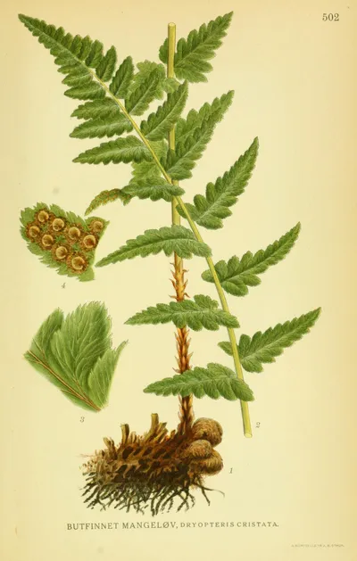 Crested wood fern