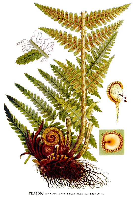 Male fern (Dryopteris filix-mas)
