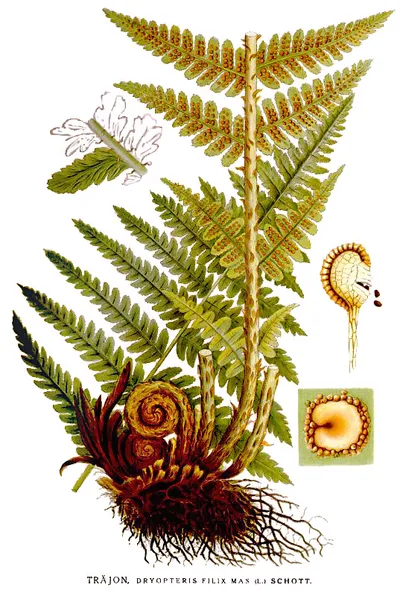Male fern