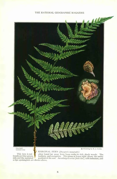 Marginal wood fern