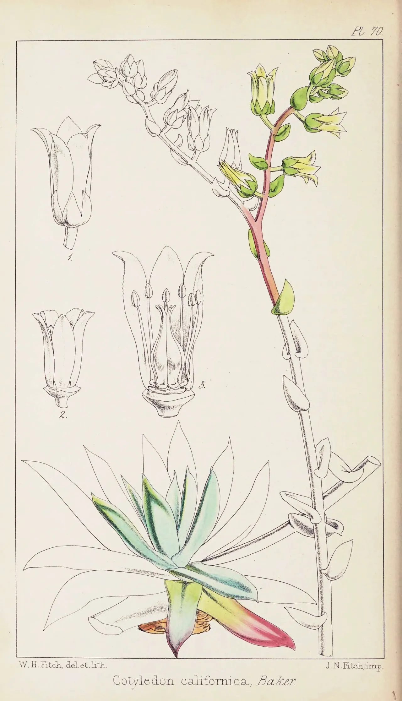 Canyon liveforever (Dudleya cymosa)