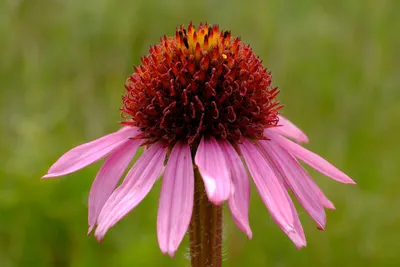 Narrow-leaved purple coneflower