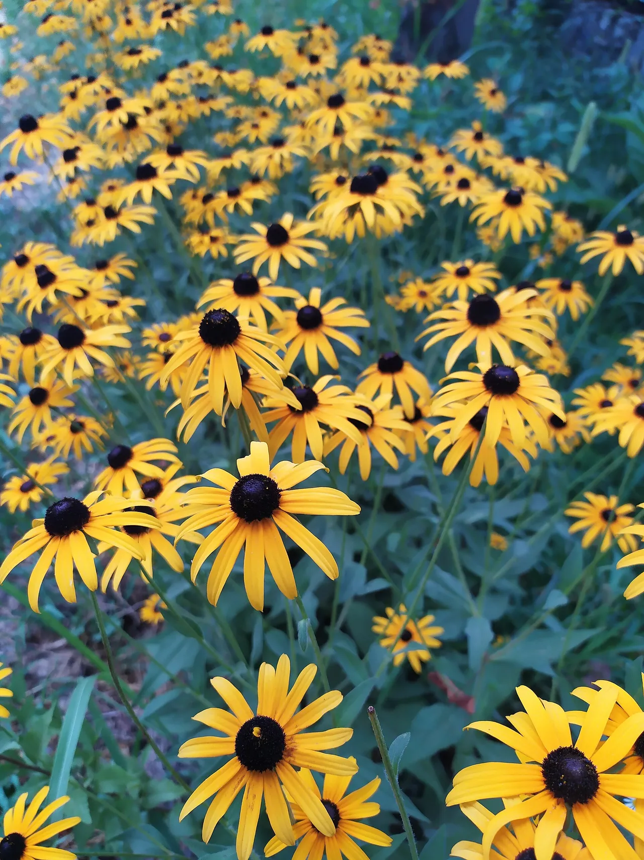 Yellow coneflower (Echinacea paradoxa)