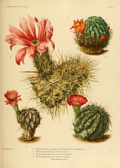 Engelmann's Hedgehog Cactus