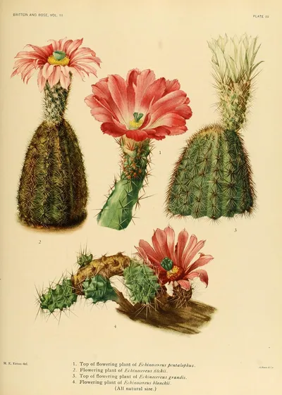 Lace hedgehog cactus