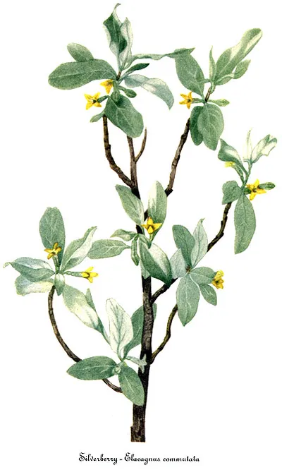 Silverberry