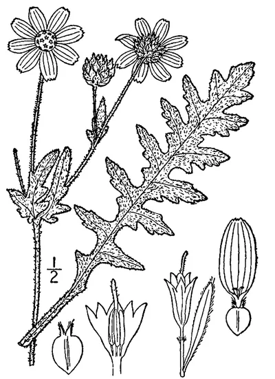Engelmann daisy