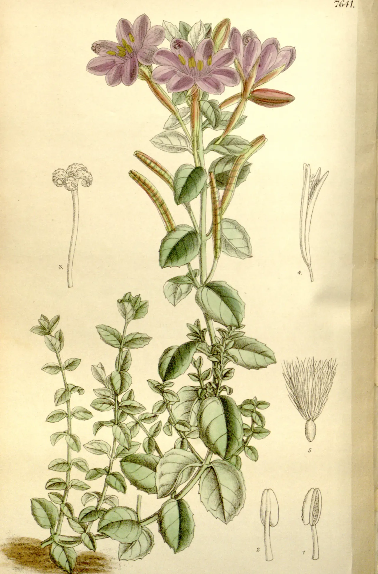 Rockfringe Willowherb (Epilobium obcordatum)